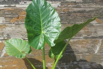 Top 5 Plants That Look Like Elephant Ears