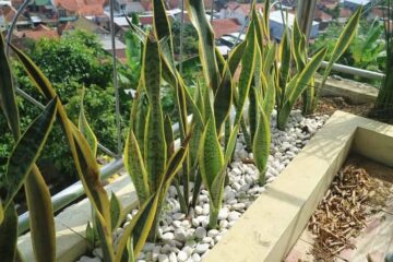 Can Snake Plants Live Outside In Winter?