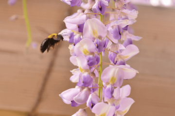 Does Wisteria Attract Bees? (Explain Details)