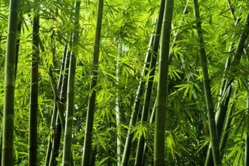 Growing Bamboo In Missouri – Everything You Need To Know