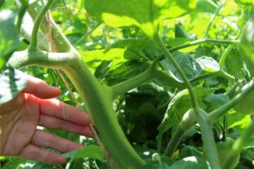 How To Get Thick Stems On Tomato Plants