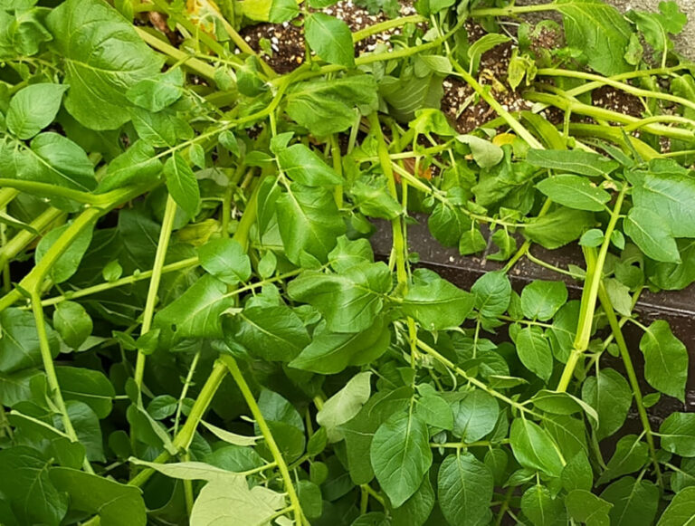 My Potato Plants Are Falling Over Causes And Solutions   My Potato Plants Are Falling Over 768x581 