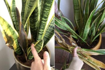 Snake Plant Leaves Falling Over (Everything You Need To Know)