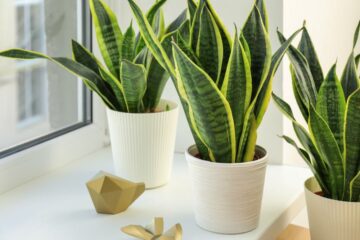 Where To Place Snake Plant In Feng Shui (Bagua Diagram)