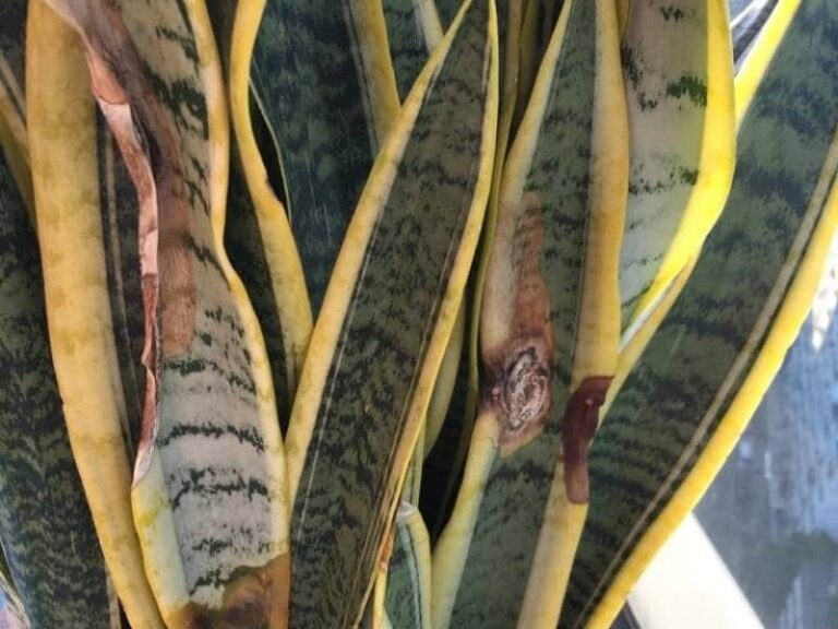 why-are-the-tips-of-my-snake-plant-turning-brown