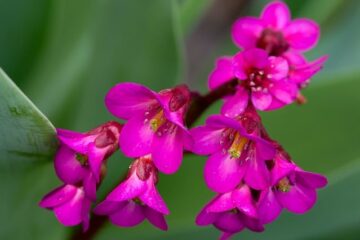 Why Doesn’t My Bergenia Flower? Causes And Care