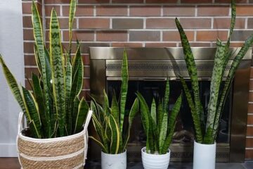 Why Is My Snake Plant Not Growing Straight Up?