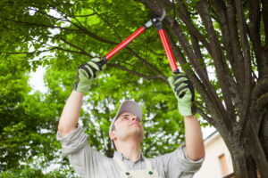 A Tree Care And Maintenance Guide For Gardening Beginners