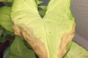 Arrowhead Plant Leaves Turning Brown: What Is The Reason?