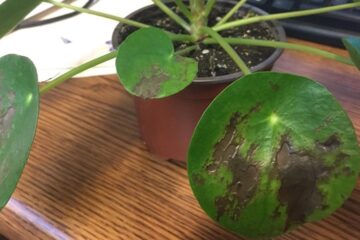 Black Spots On Pilea – Causes And Solutions