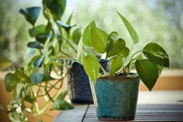 Can Pothos Survive Winter? How To Keep Them Safe?