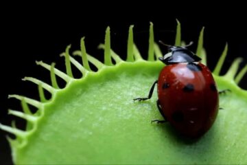 Can Venus Fly Traps Eat Ladybugs? Let’s Learn This Rule