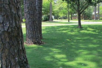 Does Bermuda Grass Grow In The Shade? (Explain Details)