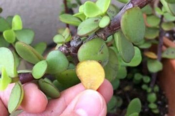 What Happens When Elephant Bush Dropping Leaves?