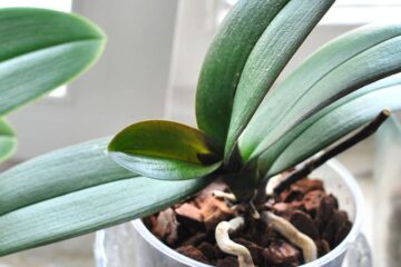 Orchid Growing New Leaves But Not Flowers