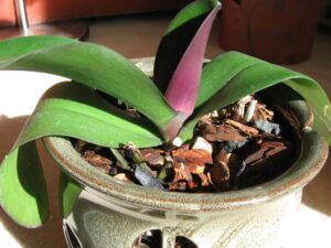 orchid leaves turning purple