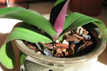 Why Are My Orchid Leaves Turning Purple? – Top 8 Reasons