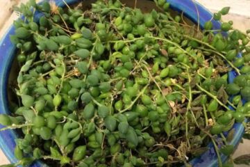 Overwatering String Of Pearls – Signs And Ways To Revive