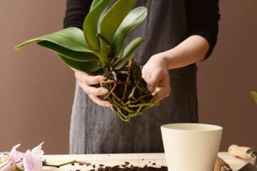 Should I Water Orchid After Repotting? – The Most Suitable Time