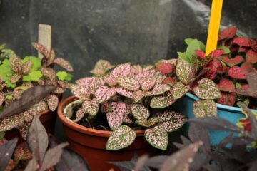 Why Is My Polka Dot Plant Dying? How To Fix It!