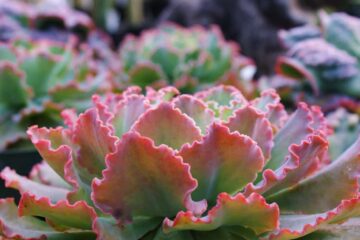 The Succulent Plant That Looks Like Cabbage (Details)