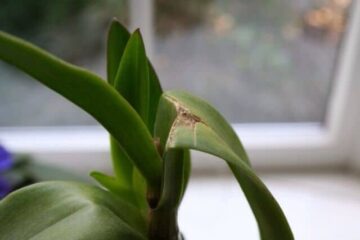 Why Are My Orchid Leaves Splitting? (Explain Details)