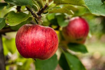 Top 10 Easiest Fruit Trees To Grow In Maryland (Latest 2023)