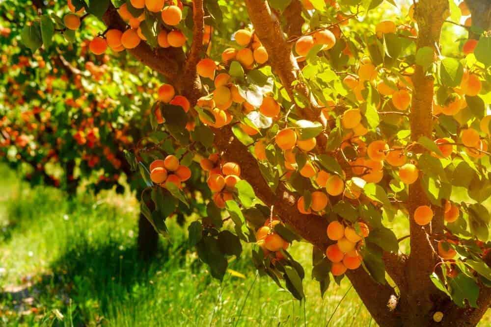 apricot tree