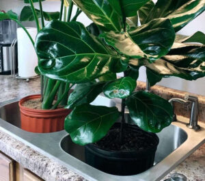 bottom watering fiddle leaf fig