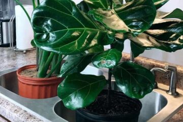 Bottom Watering Fiddle Leaf Fig: Should Or Should Not?