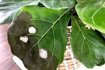 Can Fiddle Leaf Fig Recover From Sunburn?