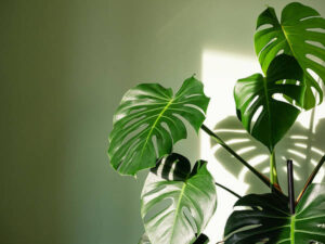 can monstera cause allergies