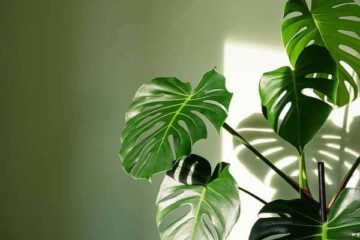 Can Monstera Plants Cause Allergies? (Solved)