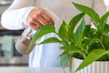 Does Pothos Like To Be Misted? (Explain Details)