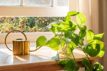 Does Pothos Need Drainage? (Causes And Solutions)