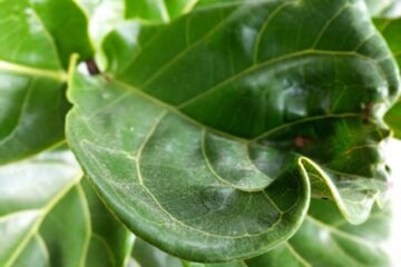 Top 13 Causes Of Fiddle Leaf Fig Leaves Curling Up