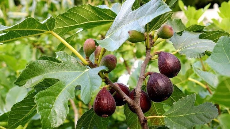 fig tree