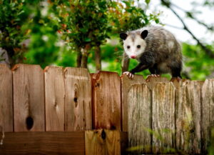 How To Naturally Deter Possums From Your Garden