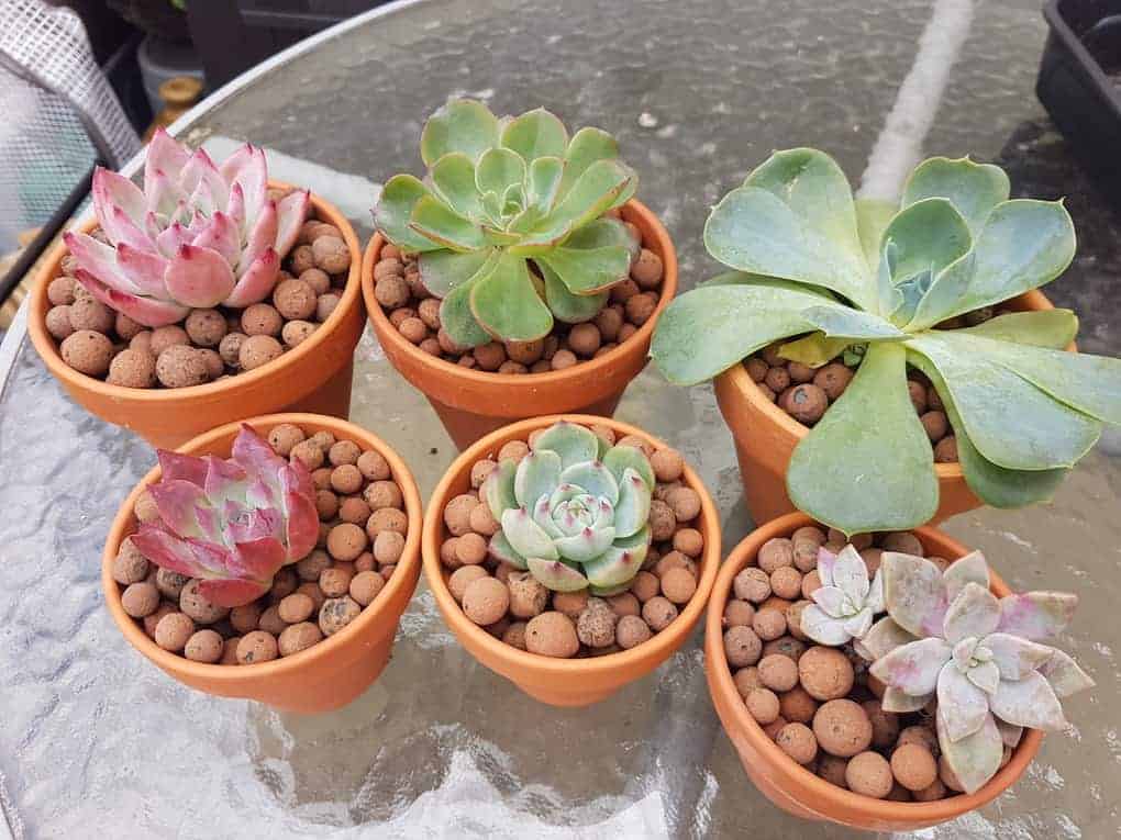 is leca good for succulents