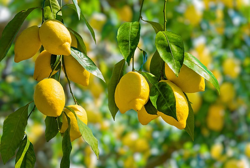 lemon tree