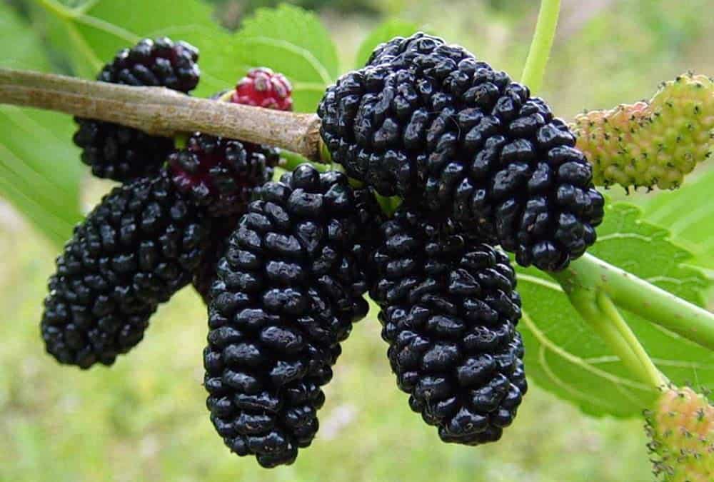 mulberry tree