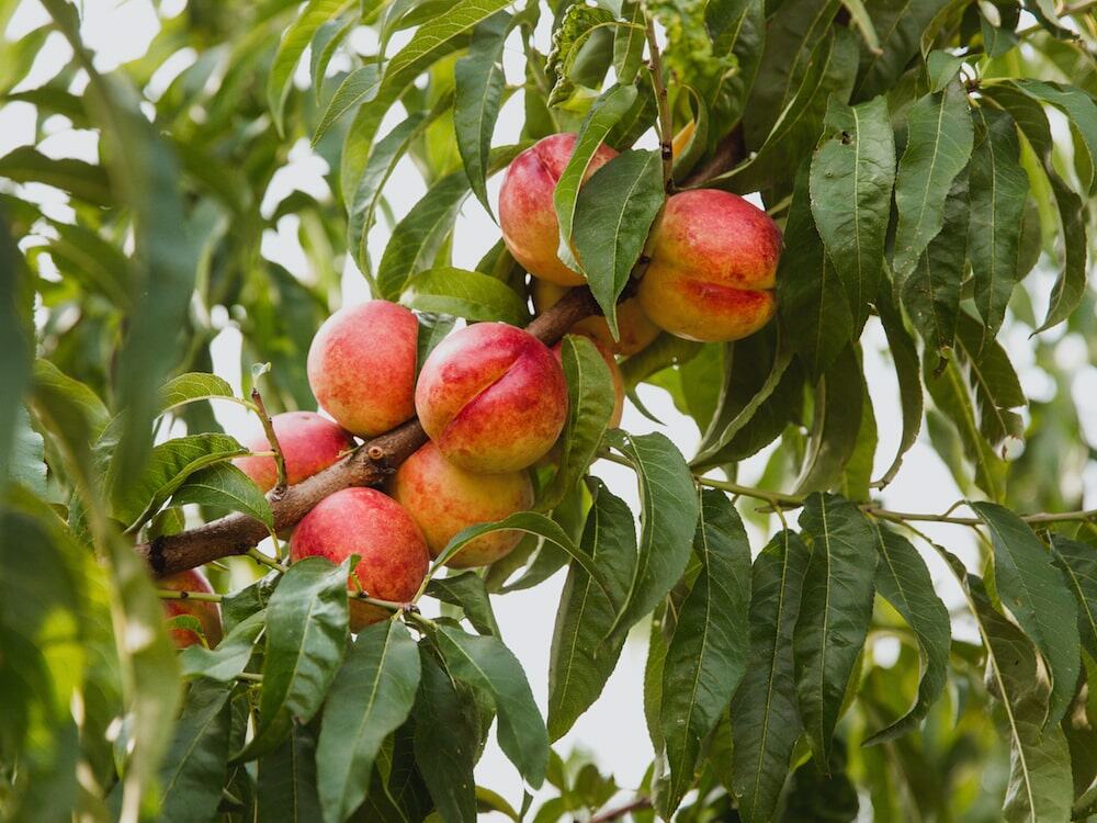 nectarine tree