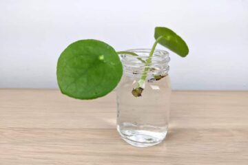 Can I Propagate Pilea Peperomioides From The Leaf?