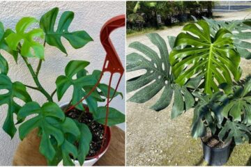 Rhaphidophora Tetrasperma vs Monstera Deliciosa