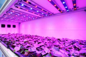 Using LED Strips As Grow Lights (Outstanding Advantages)