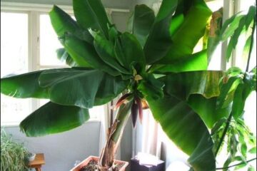 Why Are My Banana Plant Leaves Drooping?