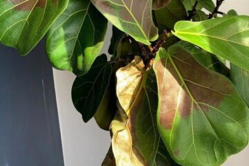 How To Treat Sunburn On Fiddle Leaf Fig?