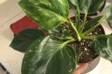 Brown Spots On Birkin Leaves – How To Fix Them?