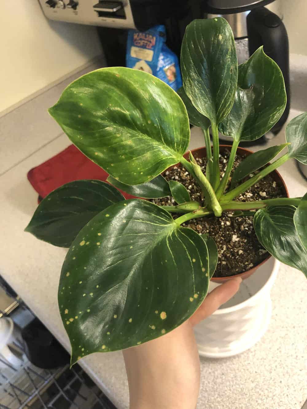 Brown Spots On Birkin Leaves – How To Fix Them?