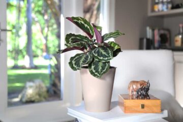 Top 10 Reasons For Calathea Not Growing New Leaves